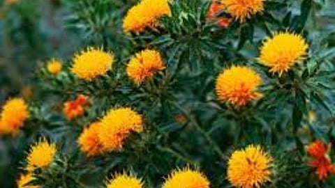 Safflower Cultivation