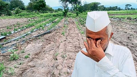 Crop Damage