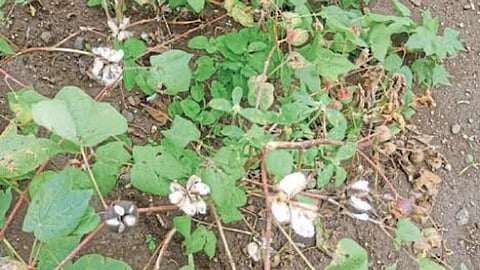 Crop Damage