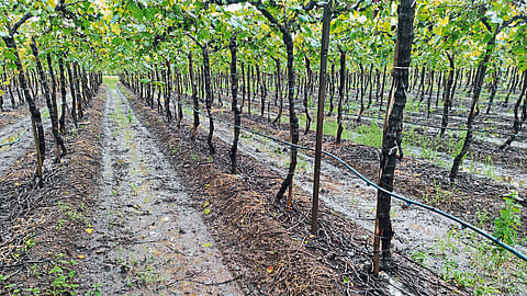 Crop Protection