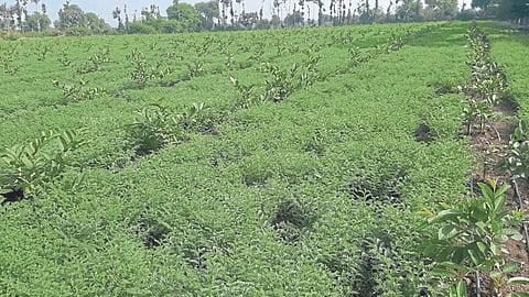 Save Soil