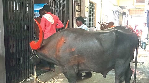 Farmer Protest