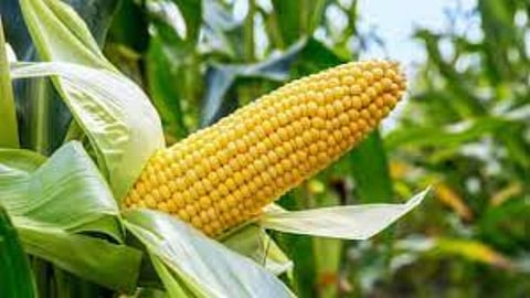 Maize Production
