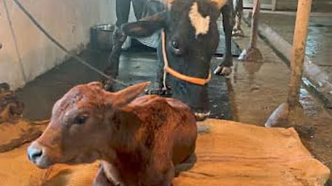 Sahiwal Heifer