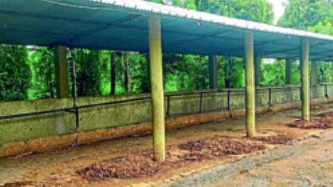 Lohgaon Cow Death