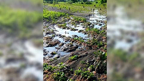 Crop Damage