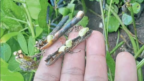 Crop Damage