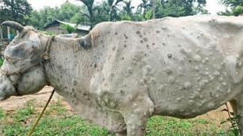 Lumpy Skin