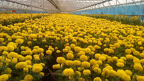 Floriculture