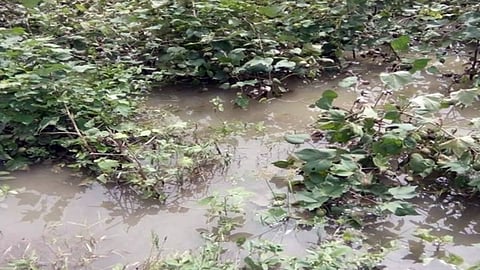 Crop Damage