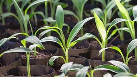 Banana Seedling