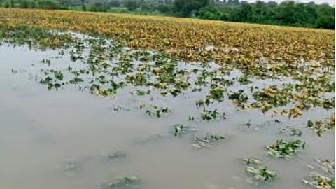 Crop Damage