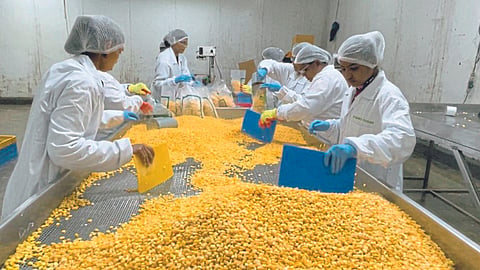 Sweet Corn