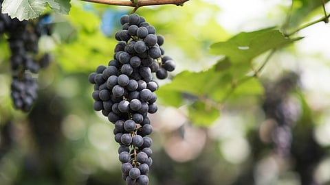 Grape Pruning