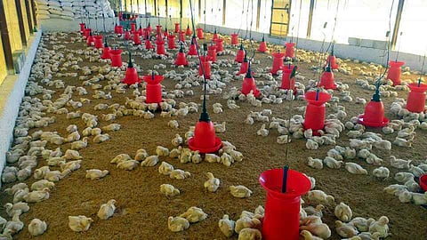 poultry Business