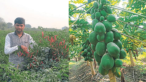 Commercial Crop