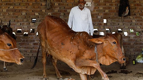 GoatPox Vaccine