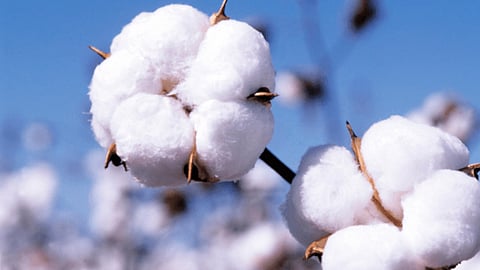 Cotton Rate