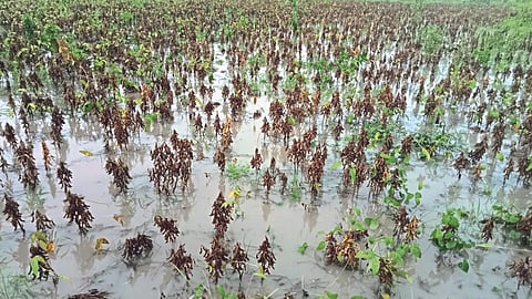 Crop Damage