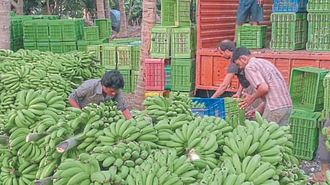 Banana Rate