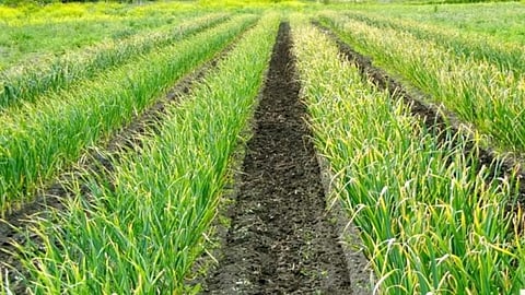 Garlic Cultivation