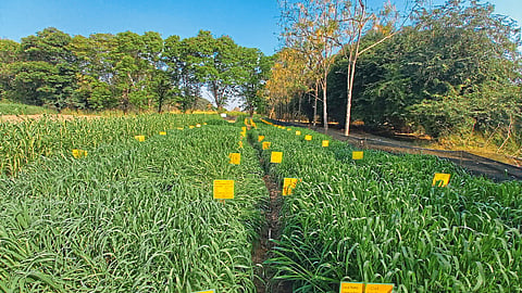 Fodder Crop