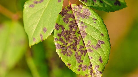 Greenhouse Rose Pest
