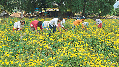 Flower Farming
