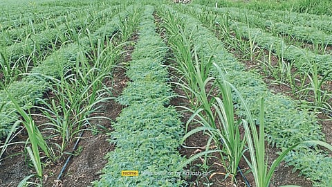 Chana Sowing