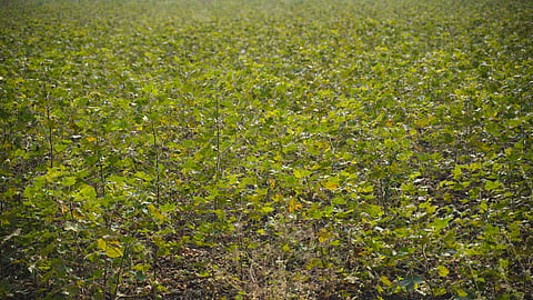 Crop Insurance