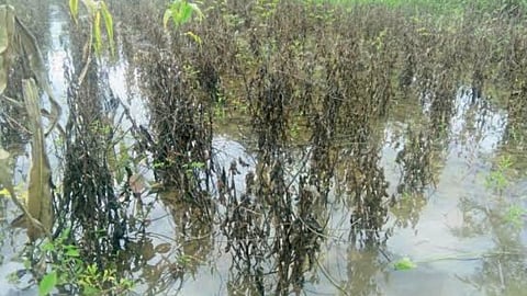 Crop Damage