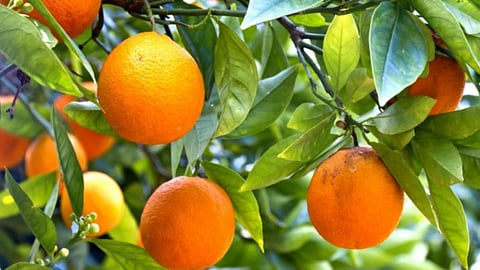 Orange Crop Insurance