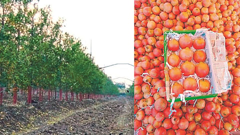 Pomegranate Cultivation