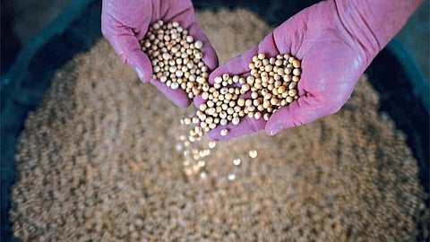 Soybean Rate
