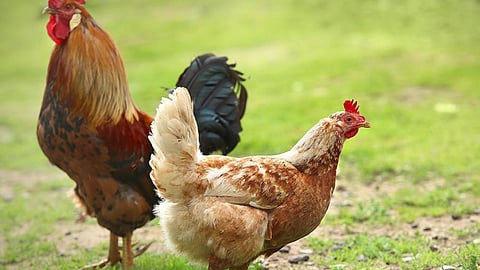 Chicken Cake