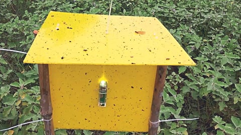 Insect Trap Patient