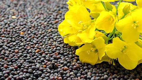 GM Mustard