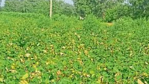 Crop Damage