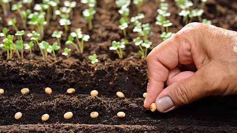 Rabi Sowing