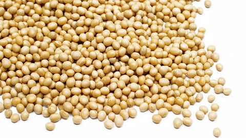 Soybean Rate