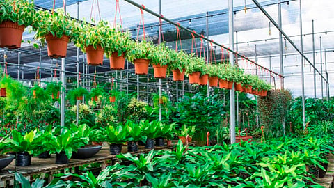 Nursery Business