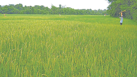 crop Field