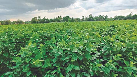 Silk Farming