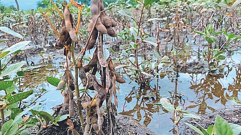 Crop Insurance