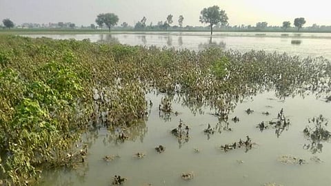 Wet Drought