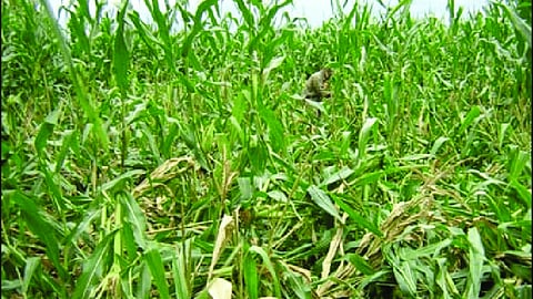 Crop Damage