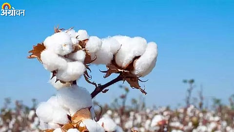 Cotton Rate