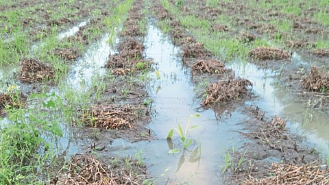 Crop Damage
