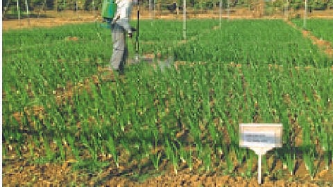 Onion Cultivation