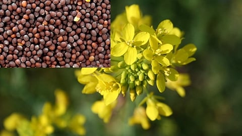 GM Crops